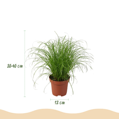 Kamerplant - Mix van 4 Huisdiervriendelijke Planten - Pot Ø 12cm Hoogte ↕ 25cm