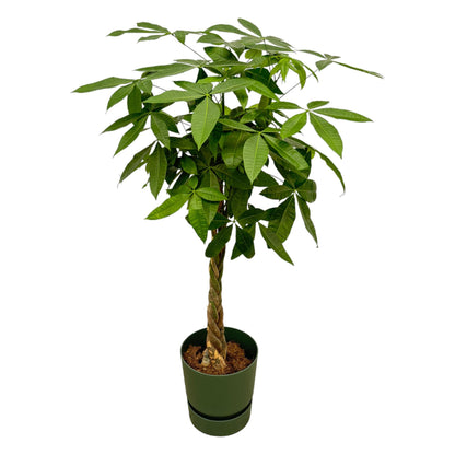 Kamerplant - Pachira Aquatica - Hoogte ↕ 35-160cm