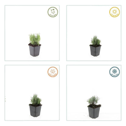 Buitenplant 12x Lavandula ang. 'Dwarf Blue' - Bloeiend - Pot Ø 9cm Hoogte ↕ 10-25cm