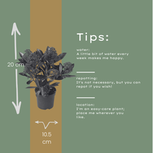 Buitenplant 3x Skimmia 'Rubella' - Pot Ø 10,5cm Hoogte ↕ 20-25cm
