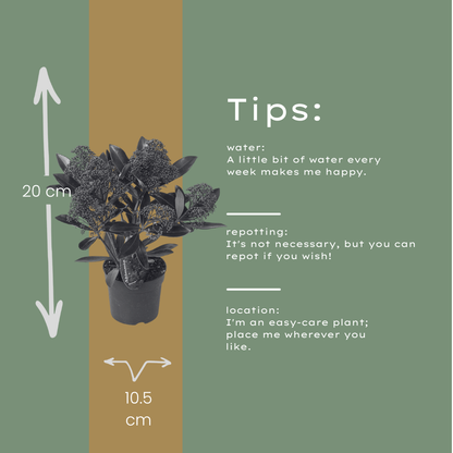 Buitenplant 3x Skimmia 'Rubella' - Pot Ø 10,5cm Hoogte ↕ 20-25cm