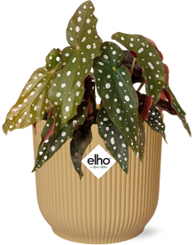 Kamerplant - Begonia Maculata Stippenbegonia - Pot Ø 14cm
