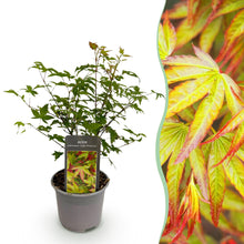 Buitenplant - Acer palmatum Little Princess - Pot Ø 12cm Hoogte ↕ 35cm