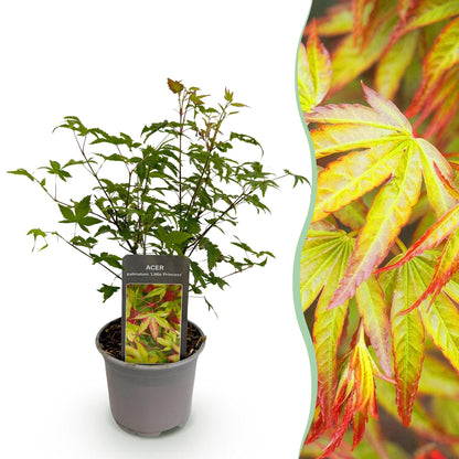 Buitenplant - Acer palmatum Little Princess - Pot Ø 12cm Hoogte ↕ 35cm