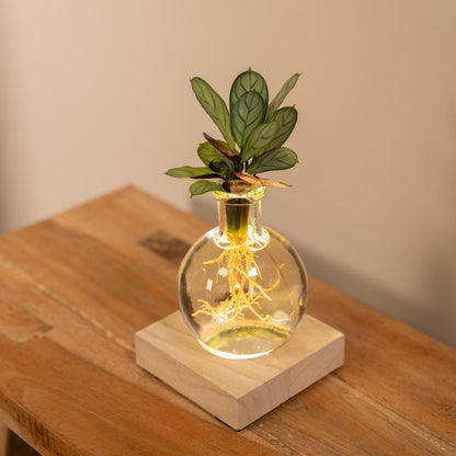 Kamerplant - Calathea in Glas met LED Verlichting - Pot Ø 12cm Hoogte ↕ 10cm
