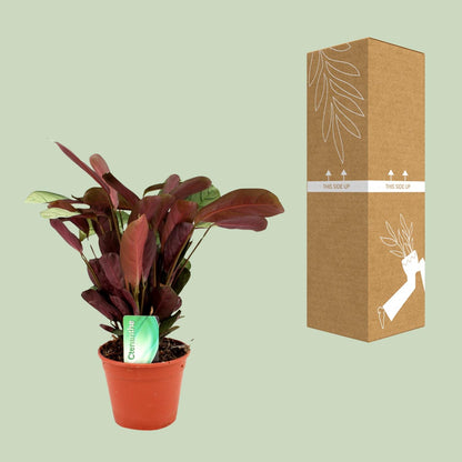 Kamerplant - Ctenanthe Amagris - Pot Ø 14cm Hoogte ↕ 25cm