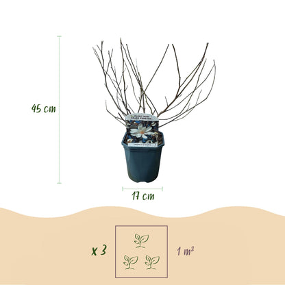 Buitenplant - Magnolia Stellata - Bloeiend - Pot Ø 17cm Hoogte ↕ 45cm