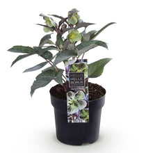 Buitenplant - Helleborus sternii 'Silver Dollar' - Bloeiend - Pot Ø 14cm Hoogte ↕ 35cm