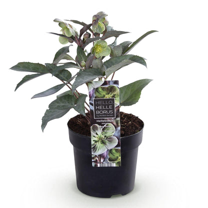 Buitenplant - Helleborus sternii 'Silver Dollar' - Bloeiend - Pot Ø 14cm Hoogte ↕ 35cm