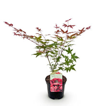 Buitenplant - Acer palmatum 'Beni Maiko' - Rood - Bladverliezend - Pot Ø 19cm Hoogte ↕ 70cm