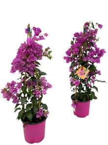 Buitenplant - Bougainvillea Sanderiana Piramide - Bloeiend - Pot Ø 17cm Hoogte ↕ 70cm