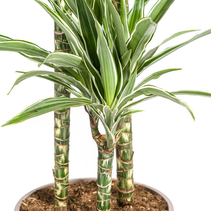 Kamerplant - Dracaena Deremensis White Stripe - Luchtzuiverend - Pot Ø 24cm Hoogte ↕ 130-150cm