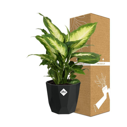 Kamerplant - Dieffenbachia 'Camilla' - Pot Ø 14cm