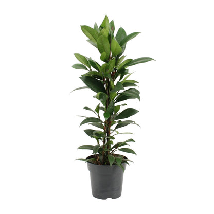 Kamerplant - Ficus Cyathistipula - Pot Ø 17cm Hoogte ↕ 70cm