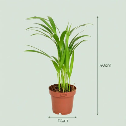 Kamerplant 4x Areca Dypsis Lutescens Goudpalm - Pot Ø 12cm Hoogte ↕ 40cm