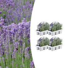 Buitenplant 4x 6 pack Lavendel angustifolia - Bloeiend - Pot Ø 7cm Hoogte ↕ 15cm