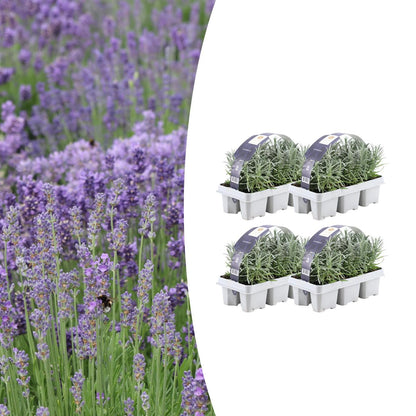 Buitenplant 4x 6 pack Lavendel angustifolia - Bloeiend - Pot Ø 7cm Hoogte ↕ 15cm