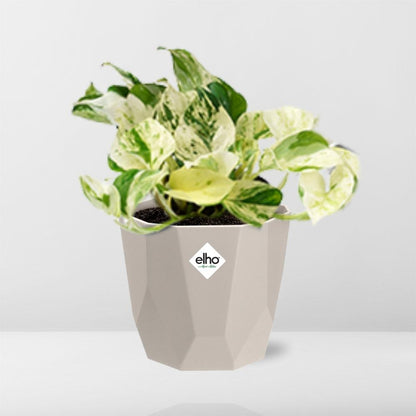 Kamerplant - Epipremnum Pinnatum Happy Leaf - Pot Ø 14cm