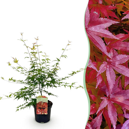 Buitenplant Acer palmatum 'Pink Dwarf' - Japanse Esdoorn Roze - Bladverliezend - Pot Ø 19cm Hoogte ↕ 70cm