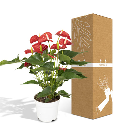 Kamerplant - Anthurium Red - Pot Ø 17cm Hoogte ↕ 55cm