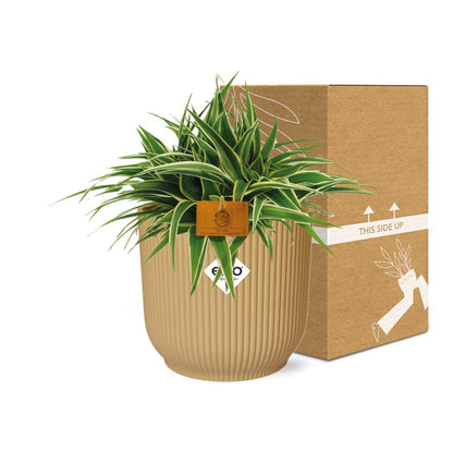 Kamerplant - Chlorophytum Ocean - Pot Ø 16cm Hoogte ↕ 15cm