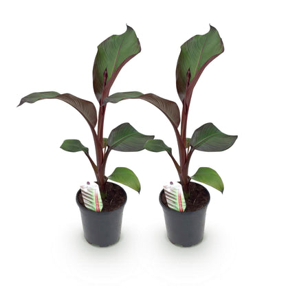 Buitenplant 2x Ensete ventricosum Maurelli - Bananenplant - Pot Ø 17cm Hoogte ↕ 40cm