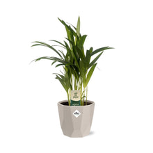 Kamerplant - Dypsis Lutescens (Areca) - Incl. sierpot - Pot Ø 12cm