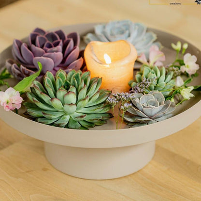 Kamerplant - Echeveria Mini Mix Box - Zonder Wortels