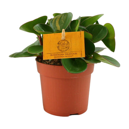 Kamerplant - Peperomia Obtipan - Pot Ø 11cm Hoogte ↕ 15cm