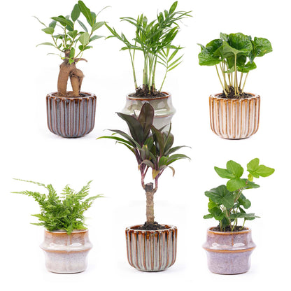 Kamerplant - Mini planten set 6 - Inclusief pot set Barcelona