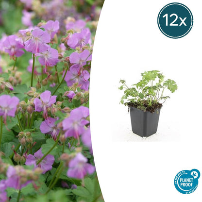 Buitenplant 12x Geranium cant. 'Cambridge' - Bloeiend - Pot Ø 9cm Hoogte ↕ 10-25cm