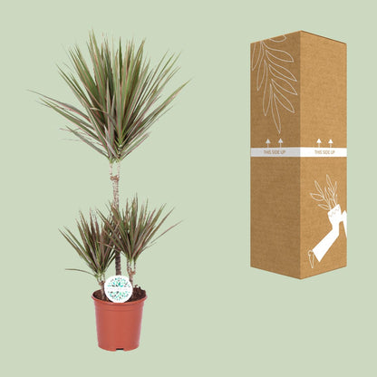 Kamerplant - Dracaena Bicolor - Pot Ø 21cm Hoogte ↕ 95cm