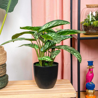Kunstplant - Calathea Zebrina - Zwarte pot - Hoogte ↕ 42cm
