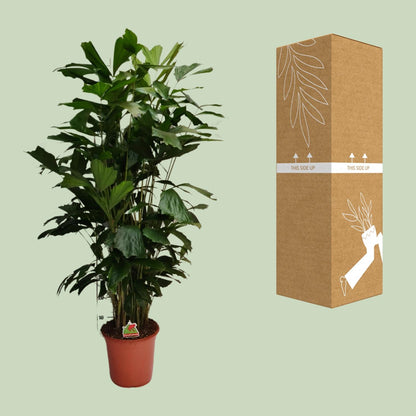 XL Kamerplant - Caryota Mitis - Pot Ø 24cm Hoogte ↕ 120cm