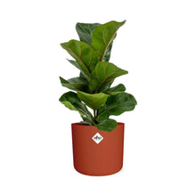 Kamerplant - Ficus Lyrata 'Bambino' - inclusief sierpot - Pot Ø 14cm