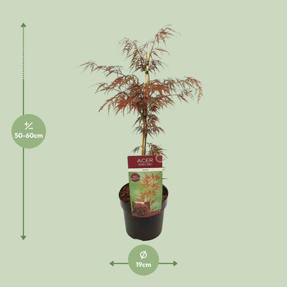 Buitenplant - Acer palmatum 'Garnet' - Pot Ø 19cm Hoogte ↕ 40cm