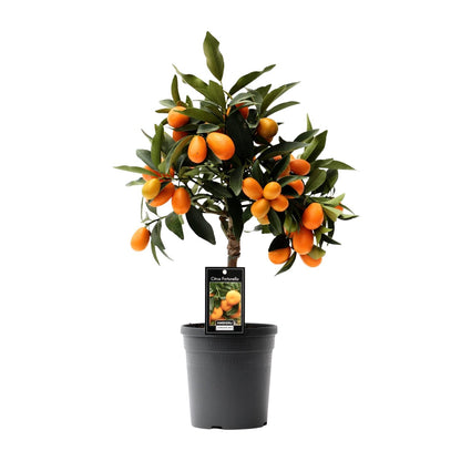 Kamerplant - Citrus Kumquat - Pot Ø 16cm Hoogte ↕ 45cm