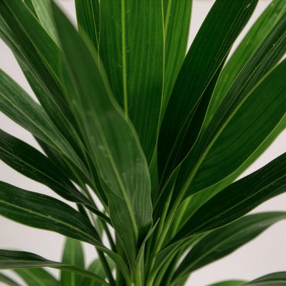 Green boutiQ - Kamerplant - Yucca elephantipes - Yucca - Weinig onderhoud - Groen - 1 - Pot 17cm - Hoogte 75cm