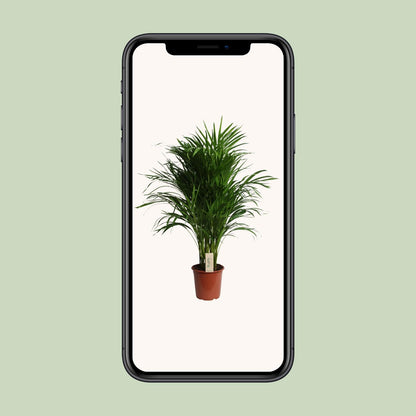 Kamerplant - Dypsis Lutescens (Areca) - Luchtzuiverend - Pot Ø 21cm Hoogte ↕ 100cm