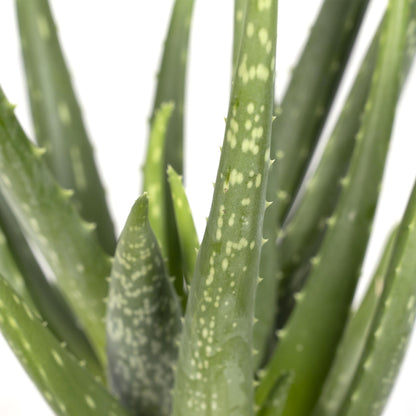 Kamerplant - Aloe Vera - Pot Ø 12cm Hoogte ↕ 40cm