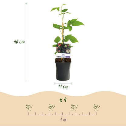 Buitenplant 2x Rubus Black Satin - Doornloze zwarte braam - Pot Ø 11cm Hoogte ↕ 40cm