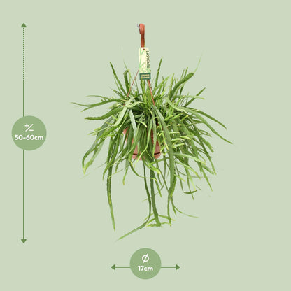Kamerplant - Lepismium Bolivianum - Pot Ø 17cm Hoogte ↕ 55cm