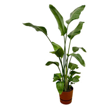 XL Kamerplant - Strelitzia Nicolai - Pot Ø 30cm Hoogte ↕ 170cm