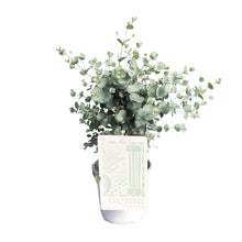 Kamerplant - Eucalyptus - Pot Ø 17cm Hoogte ↕ 45cm