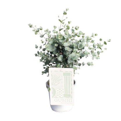 Kamerplant - Eucalyptus - Pot Ø 17cm Hoogte ↕ 45cm