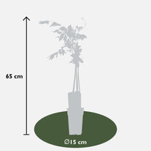 Buitenplant - Wisteria floribunda 'Rosea' - Bloeiend - Pot Ø 15cm Hoogte ↕ 65cm