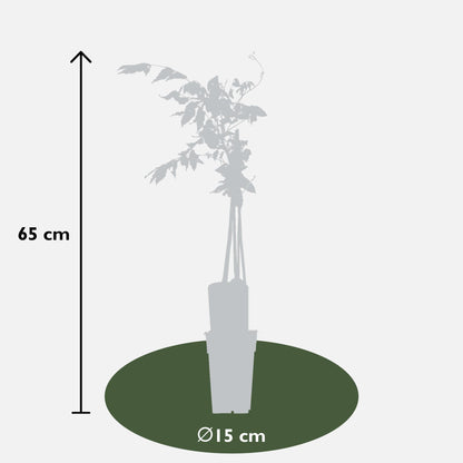 Buitenplant - Wisteria floribunda 'Rosea' - Bloeiend - Pot Ø 15cm Hoogte ↕ 65cm