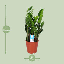 Kamerplant - Zamioculcas Zamiifolia - Pot Ø 17cm Hoogte ↕ 60cm