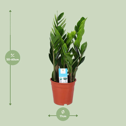 Kamerplant - Zamioculcas Zamiifolia - Pot Ø 17cm Hoogte ↕ 60cm