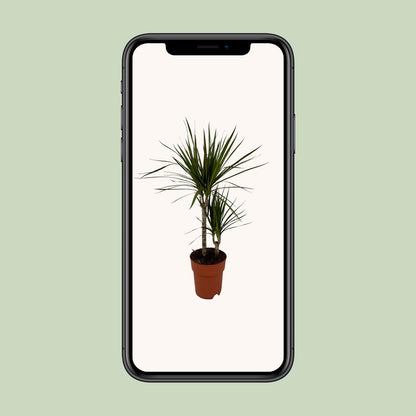 Kamerplant - Dracaena Marginata Bicolor - Pot Ø 19cm Hoogte ↕ 70cm